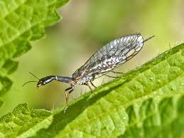 Image result for Raphidiocystis