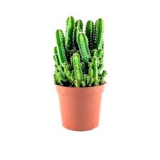 I like the fact that you can find small options that create decor elements throughout your home. Buy Cereus Fairy Castle Cactus Online At Best Price On Plantsguru Com