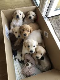 Golden retrievers were bred for retrieving shot waterfowl during hunting parties, and as such their mouths are incredibly gentle. Golden Retriever Puppies For Sale In Va Petswall