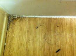 The air conditioner worked good but made a loud noise sometimes plus i heard water dripping 24 hours a day. Total Filth In Batheroom Picture Of Red Roof Plus West Palm Beach Tripadvisor