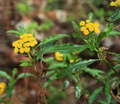 Image result for Psiadia punctulata