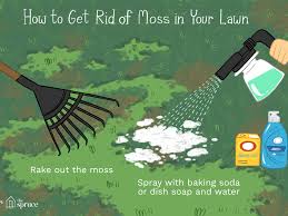 What does moss grass look like? How To Get Rid Of Moss In Lawns