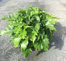 Extra Compact Self Heading Philodendron Selloum Selection Philodendron Pool Plants Trees To Plant