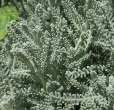 Lavender cotton synonyms, lavender cotton pronunciation, lavender 1. Lavender Cotton Santolina Chamaecyparissus Center For The Study Of The Built Environment