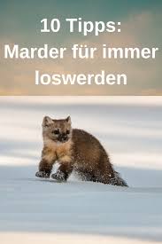 Pin Auf Tiere Hunde Katzen Und Co 10 Dingen Die Du Wissen Solltest