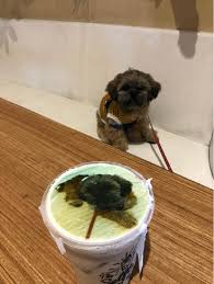 At pet travel transport, we are registered pet handlers, licensed by the us department of agriculture. Laguna And Cavite Dasmarinas Bailey S Taxi Petbacker Calabarzon