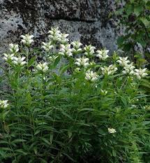 4.1 out of 5 stars 86. 130 Maryland Natives Ideas In 2021 Plants Perennials Native Plants