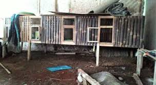 Kandang ayam bangkok juga bisa terbuat dari bahan selain bambu misalnya besi atau kawat serta kandang permanen dari batu bata atau hebel. Cara Membuat Kandang Kelinci Sendiri Mudah Dan Murah Hobinatang