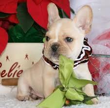 Difusión de gorditos y flaquitos en españa: American Bulldog Puppies Arizona City Bulldog Puppies American Bulldog Puppies French Bulldog Puppies