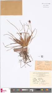 Image result for Fimbristylis scabrida