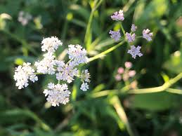 Image result for Torilis