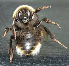 Image result for Bombus terrestris