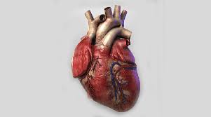 Is It Possible To Install Mechanical Heart In Human Body Quora About your heart attack | nucleus health. install mechanical heart in human body