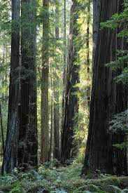 Hendy Woods State Park State Parks Mendocino Camping Redwood Forest
