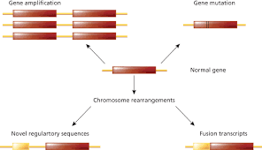 Image result for Oncogene