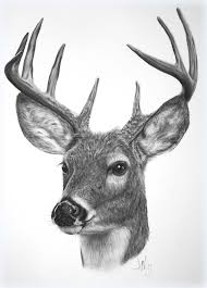 Deer Artwork Google Search Gercekci Cizimler Tablolar Sanatsal Resimler