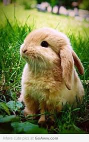 Aici găsiți desene de colorat cu iepurasi de paste pentru copii. Imagini Dragute Cu Animale Tot Ce Trebuie Sa Stii