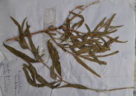 Image result for Xysmalobium heudelotianum