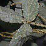 Image result for Teramnus uncinatus