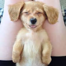 Download and use 50,000+ funny animals stock photos for free. 201 Smiling Animals That Will Instantly Make You Smile Bored Panda