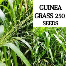 Image result for Panicum maximum