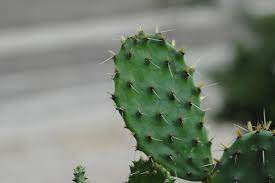 Here are some tips and tricks on proper care to removing thorns from skin. What Are The Spikes On A Cactus Called Mitcityfarm