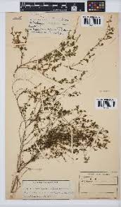 Image result for Melolobium microphyllum