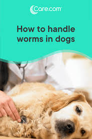 Worms In Dogs What Are The Types Symptoms And Treatments