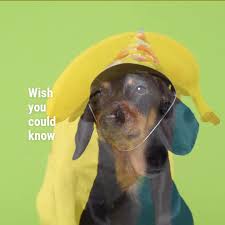 1 251 tykkäystä · 7 puhuu tästä · 251 oli täällä. All For Pets Home Facebook