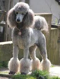 Pin On Dog Breeds