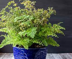 Check spelling or type a new query. Maidenhair Fern A Delicate Beauty With Amazing Bounce Back Abilities
