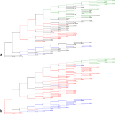 Image result for Sphenostylis briartii
