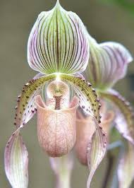Orquidea A Rayas Flores Exoticas Flores Raras Flores Increibles