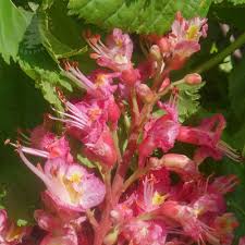 Red horse chestnut tree for sale near me. Aesculus X Carnea Briotii Red Horse Chestnut Or Conker Tree
