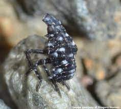 Small black insects with white spots. Landscape Spotted Lanternfly Umass Center For Agriculture Food And The Environment