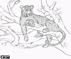 Amur Leopard Colouring Pages Sketch Coloring Page Leopard Drawing Leopard Sketch Dog Coloring Page