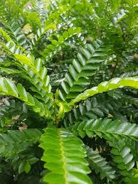 Image result for Phyllanthus beillei