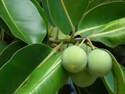 Image result for Calophyllum inophyllum