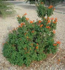 Image result for Tecoma capensis