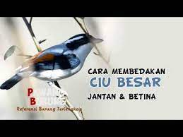 Mata burung anis kembang jantan memiliki mata yang menonjol keluar. Ciri Burung Ciu Besar Decu Kembang Jantan Betina Youtube