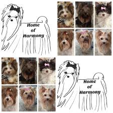 This coloring is so typical for the breed that when in 1984 a little puppy was born with 3 distinct colors, it actually started a different breed, which is known under the name biewer terrier. Liebevolle Zucht Von Biewer Biro Chocolat Black Golddust Black And Tan Yorkshire Terrier Home Of Harmony Zucht Fur Biewer Biro Golddust Yorkshire Terrier