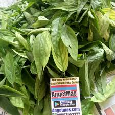 Tetapi selepas pengambilan jus tersebut ketumbuhan mengecil 20mm, 27mm, 67mm. Daun Belalai Gajah Segar Atau Basah Atau Baru Dipetik Shopee Indonesia