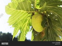 We did not find results for: Tropical Breadfruit Image Photo Free Trial Bigstock