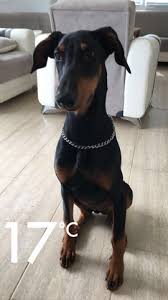 In unserem test kommt ein deutscher pinscher und ein zwergpinscher, auch rehpinscher genannt, zu wort. Wachst Sie Noch Und Nimmt Sie Noch Zu Hund Grosse