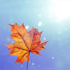 Your resource to discover and connect with designers worldwide. The Warmth Of Autumn By Impatienss Deviantart Com Autumn Autumn Leaves Plants