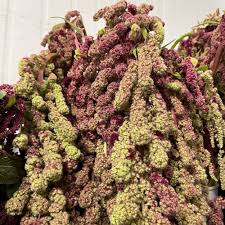 Image result for Amaranthus