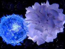 Looking for online definition of t or what t stands for? T Cell Activation British Society For Immunology