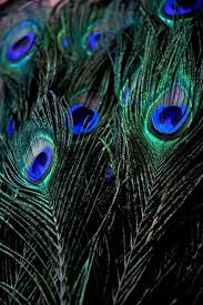 The real and natural peacock feather are so beautiful and these can be used for part of costume or for many other decorations. 10 Peacock Side Tail Feather Swords Peacock Feathers Peacock Feather Art Peacock