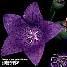 Image result for Campanulaceae