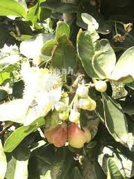 Satellite map of pokok jambu: Pokok Jambu Air Garden Items For Sale In Old Klang Road Kuala Lumpur Mudah My